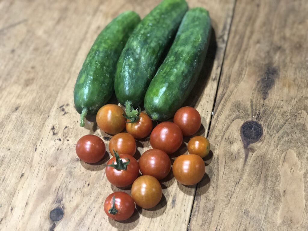 Cucumbers and Tomatoes Harvested