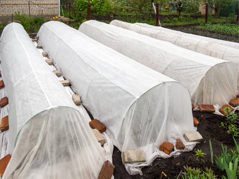 Frost Covers to Protect Cucumbers from Frost