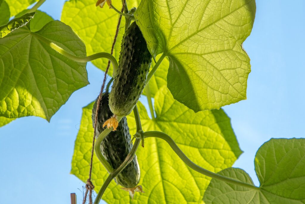 Cucumbers with leaves