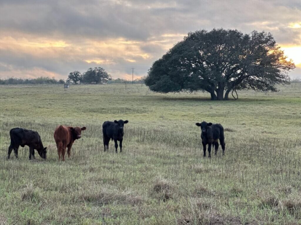 Calves in Pasture