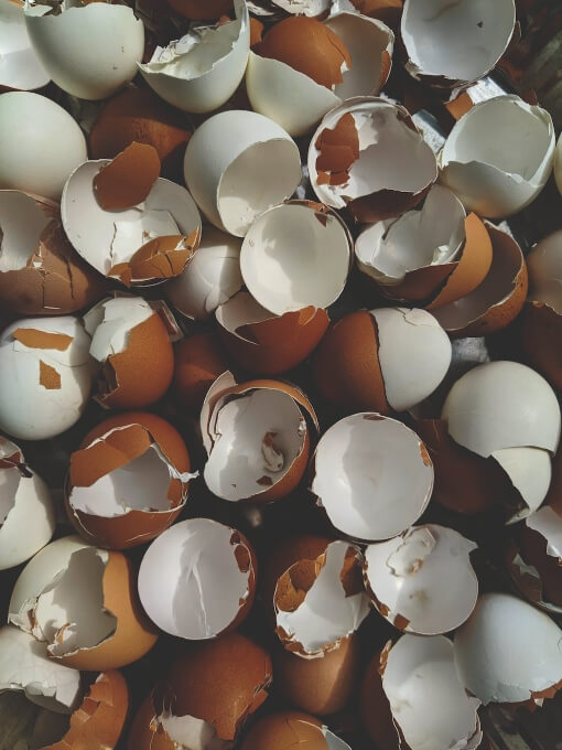 Egg Shells