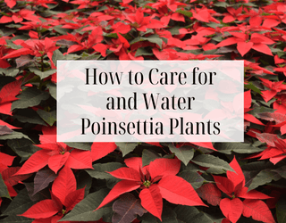 How to Care for and Water Poinsettia Plants