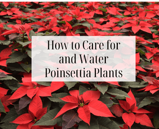 How to Care for and Water Poinsettia Plants