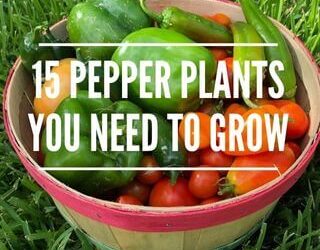 15 Types of Pepper Plants you Need in Your Garden