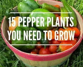 15 Types of Pepper Plants you Need in Your Garden