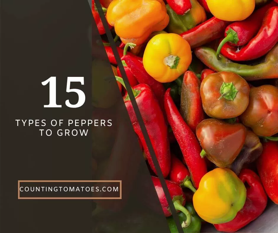 15 Types of Pepper Plants you Need in Your Garden | Sweet & Hot