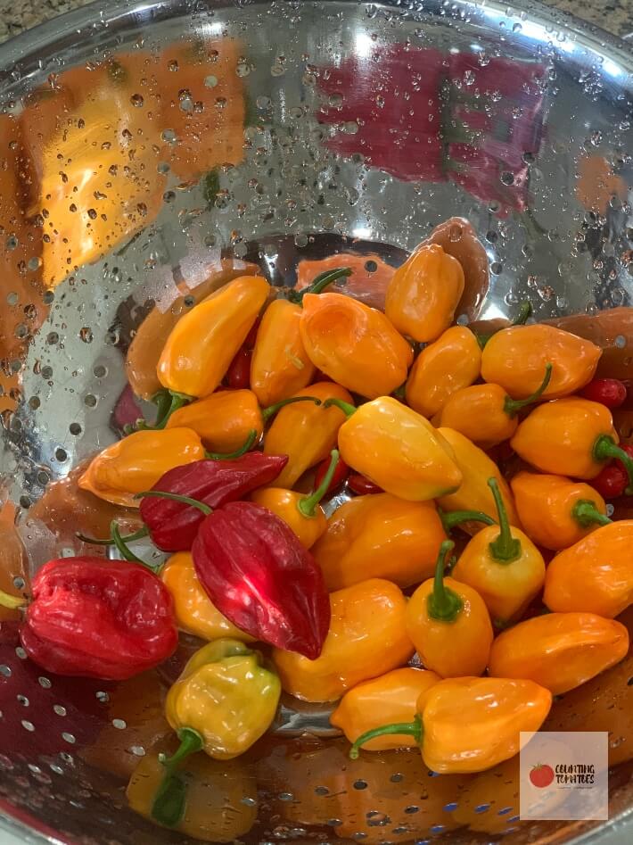 Peppers in Colander