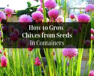 How to Grow Chives in Containers Using Seeds