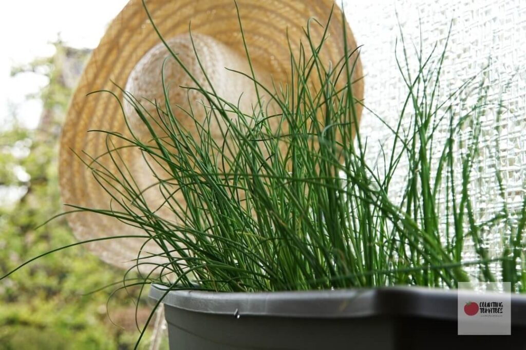 Grow Chives from seeds in Pots