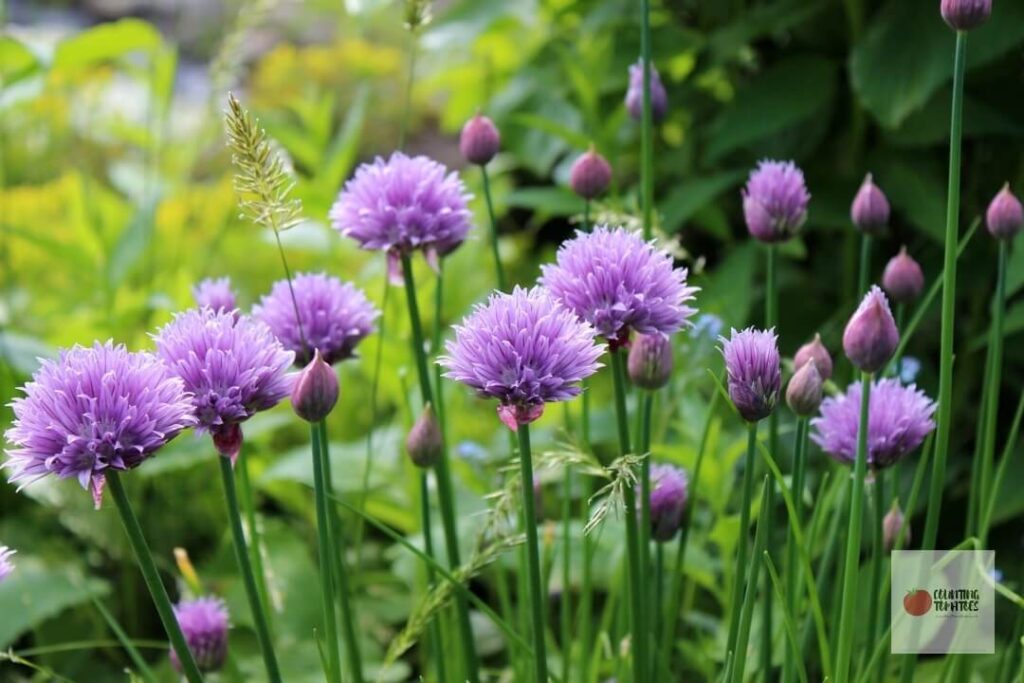 Common Chives with purple flowers