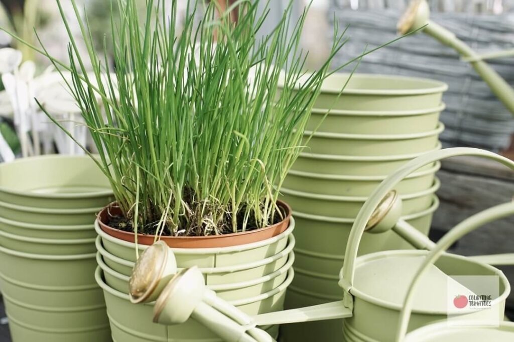 Chives in Container