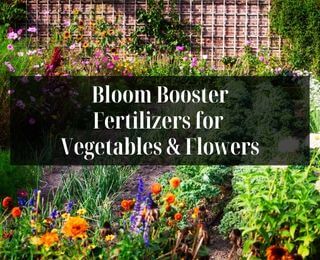 The Best Bloom Booster Fertilizers for Vegetables and Flowers