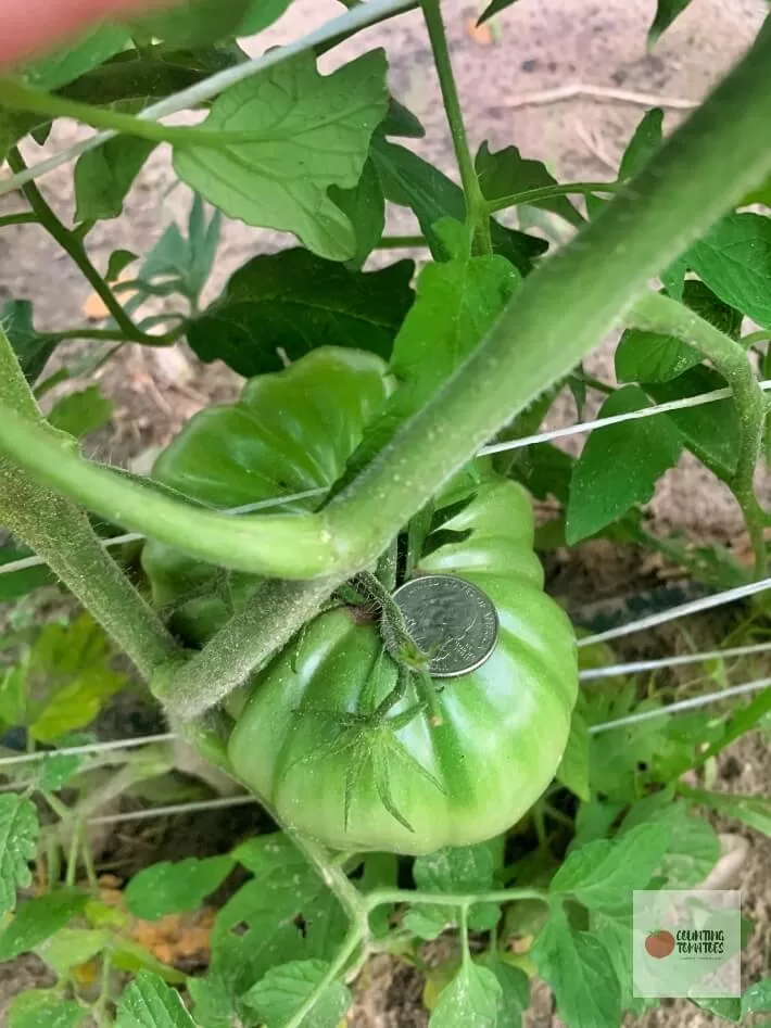 Large Green Tomato
