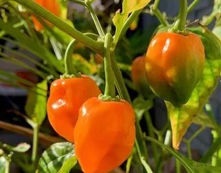 How to Grow Habaneros from Seed to Harvest
