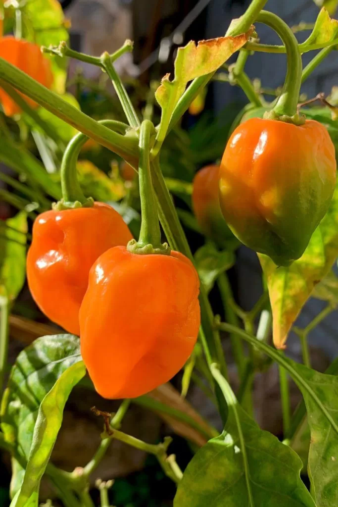 Habanero Pepper Plant with Orange Peppers