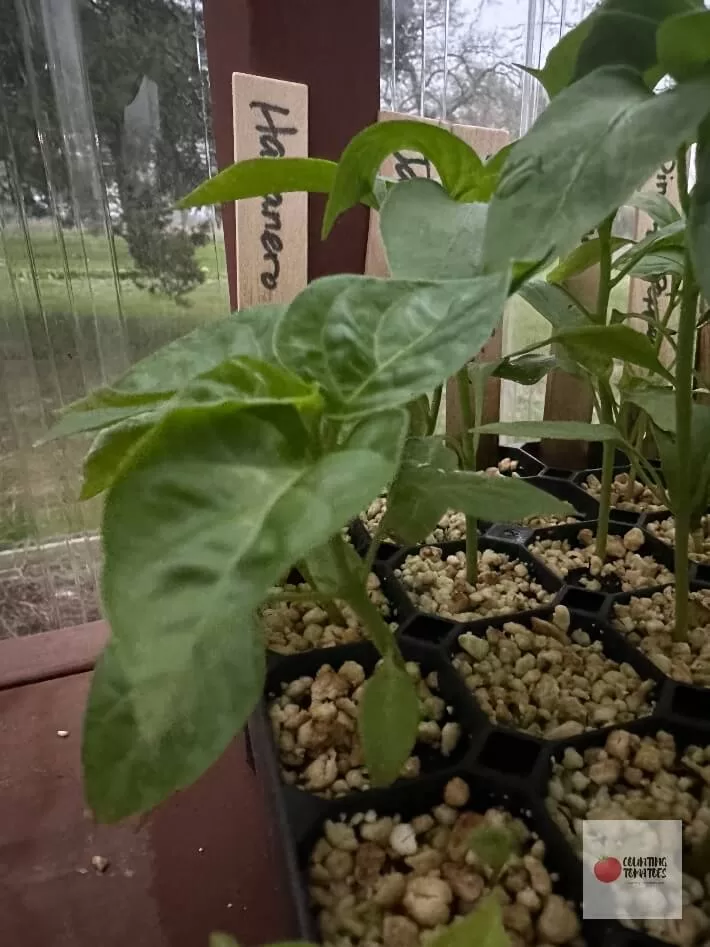Growing habaneros from seeds