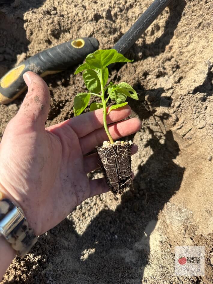 Habanero Plant Seedling