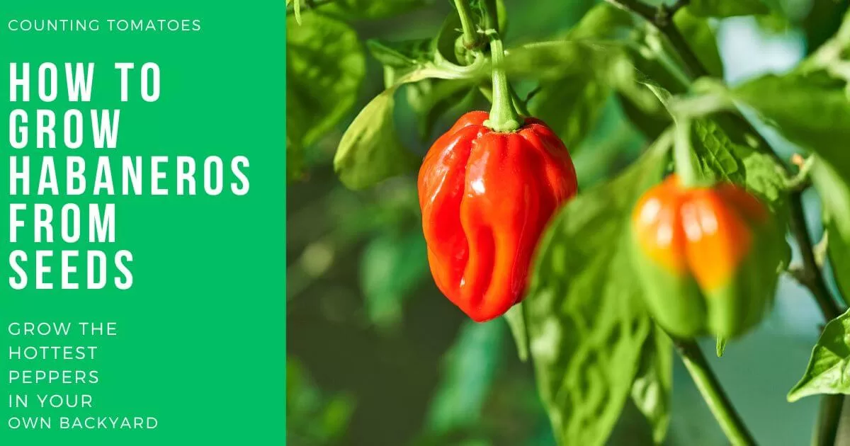 growing-habaneros-from-seeds-counting-tomatoes