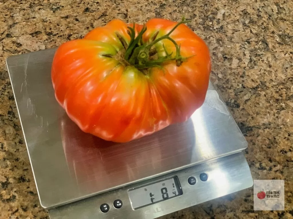 Big Zac Tomato on Scale