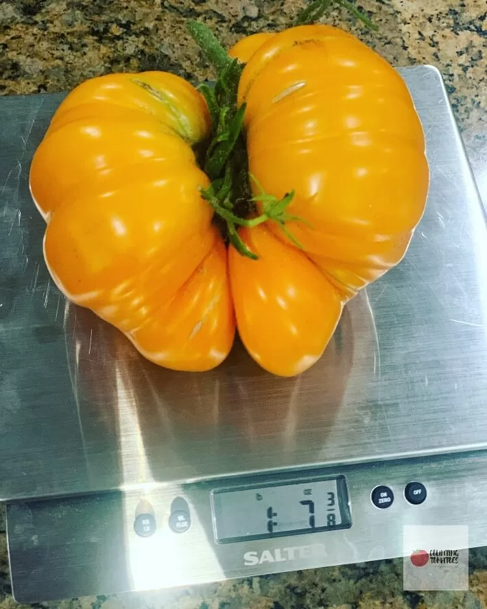 Kelloggs Breakfast Tomato on Scale
