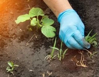 14 Ways to Get Rid of Grass & Weeds from a Vegetable Garden