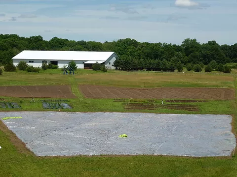 Solarization to kill grass in a garden