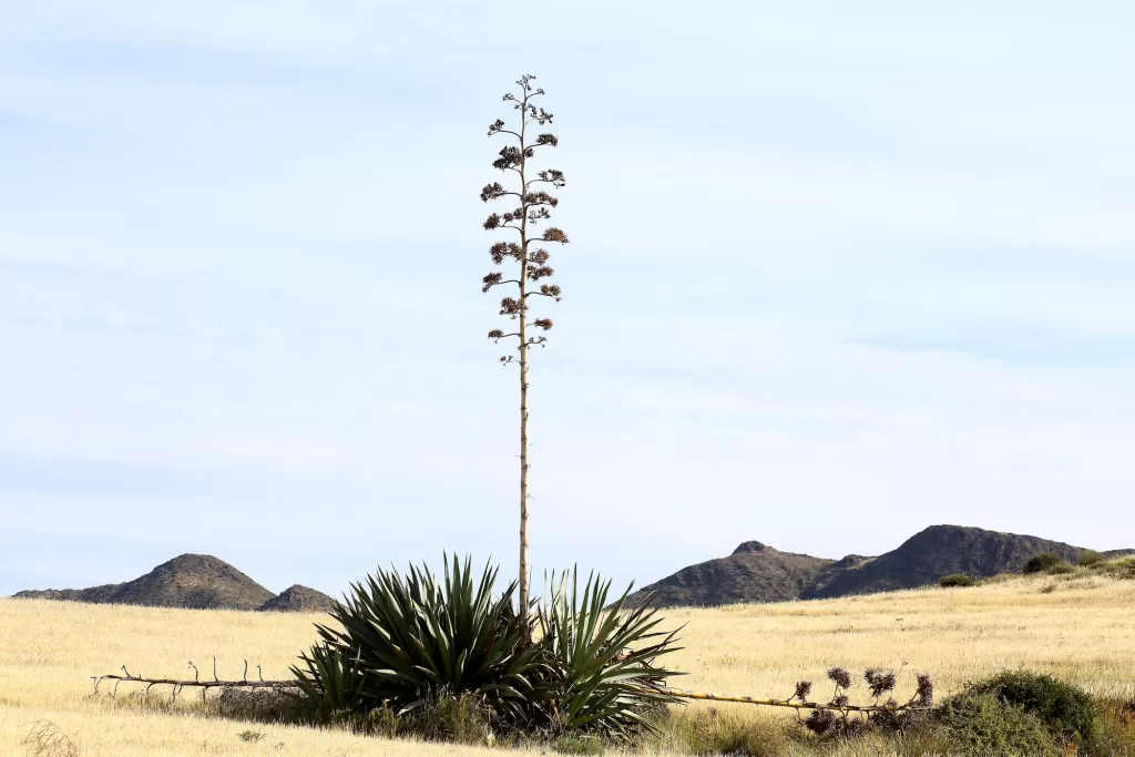 Death bloom of agave century plant