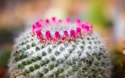 Do All Succulents Flower? How, When & Why They Bloom