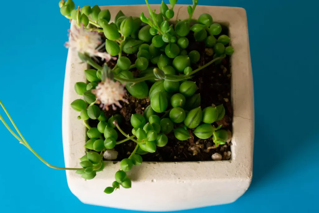 String of Pearls Succulent in Pot