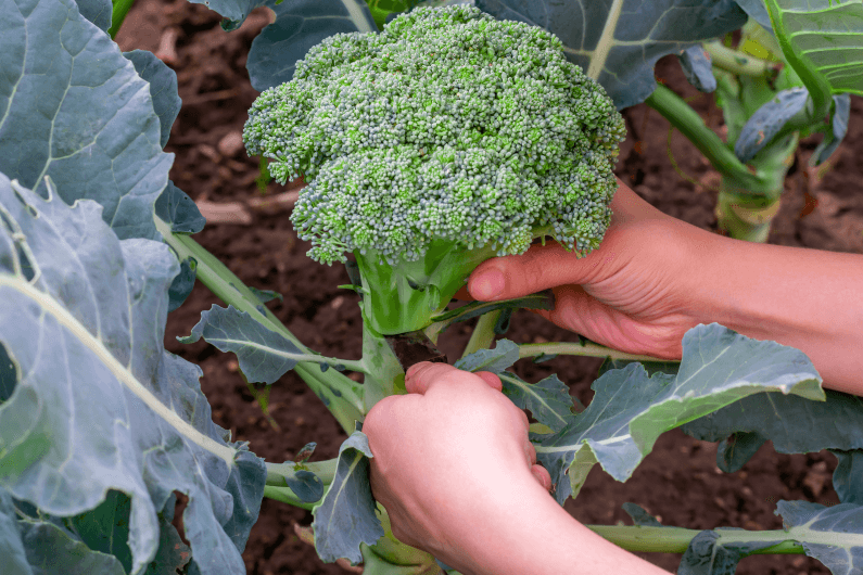 Harvesting a head of broccoli from the plant