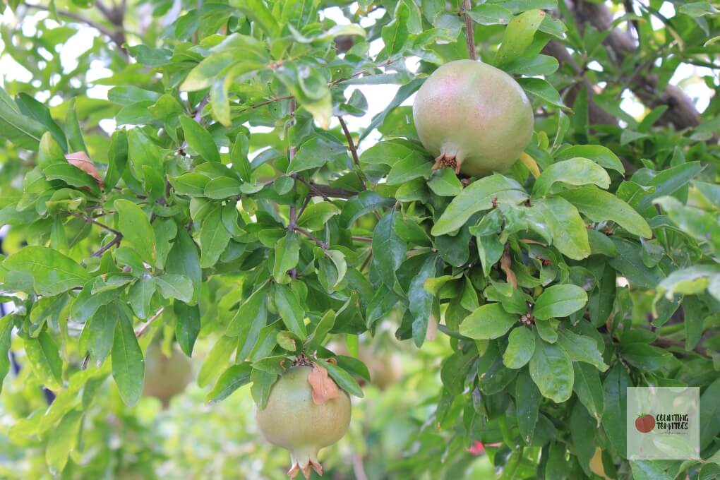 Pomegranate Tree